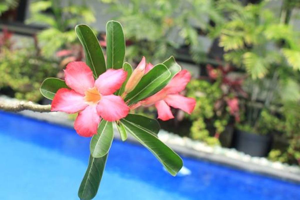 Lucky Family Villa Ubud Zewnętrze zdjęcie